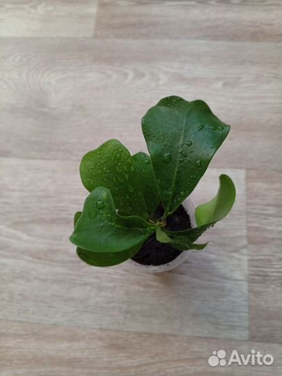 Комнатные растения. Фикус Forest fig