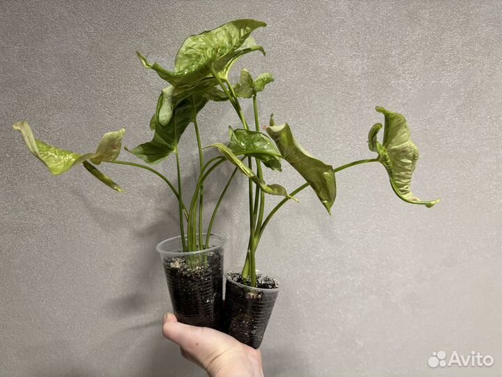 Сингониум Милк конфети