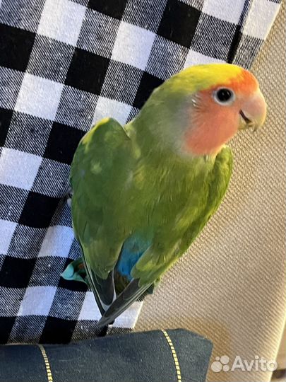 Неразлучники молоденькие