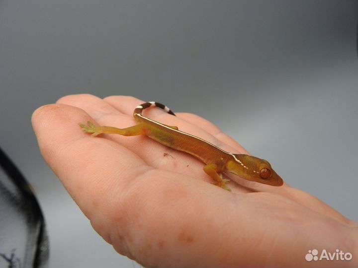 Полосатый геккон - Gekko vittatus