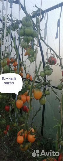 Семена томатов