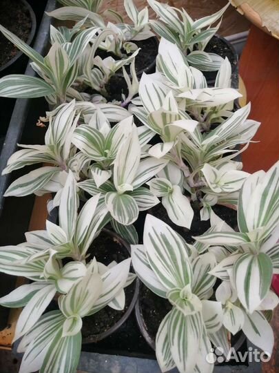 Зебрина, Дихондра, Каллизия, Хлорофитум, Хедера