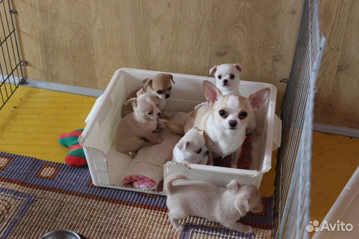 Щенки чихуахуа
