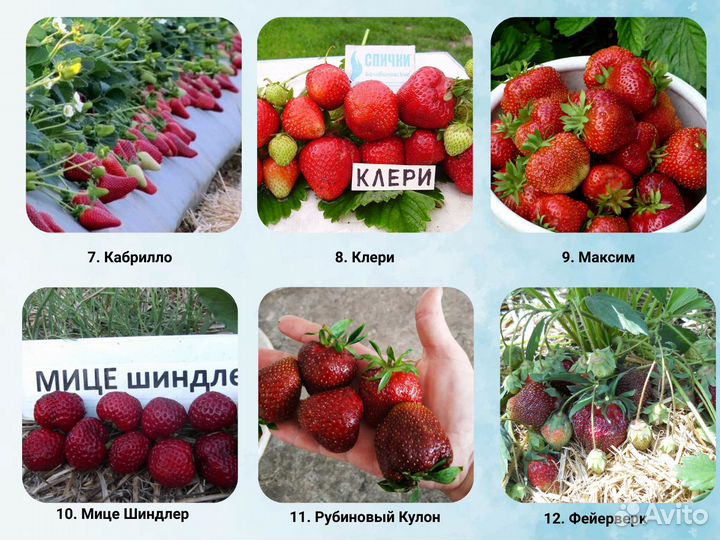 Саженцы клубники, клубника