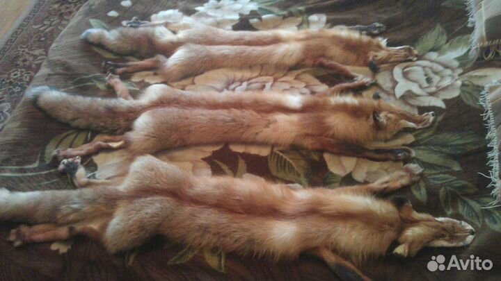 Шкуры лисы