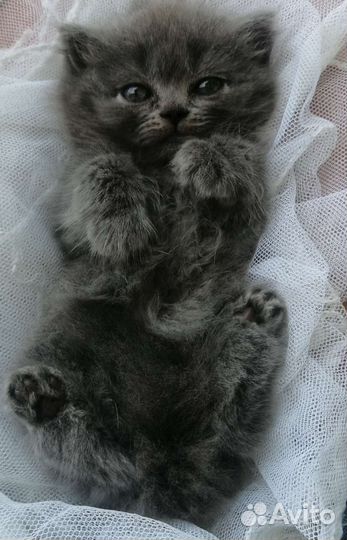 Шотландские котята