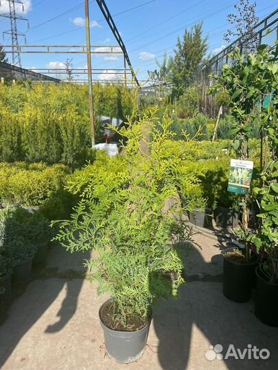 Туя Брабант 180-200см