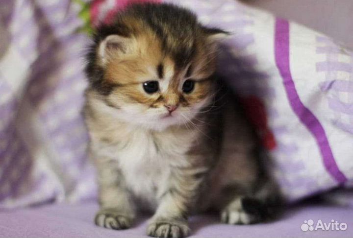 Страйт и фолд золотая шиншилла