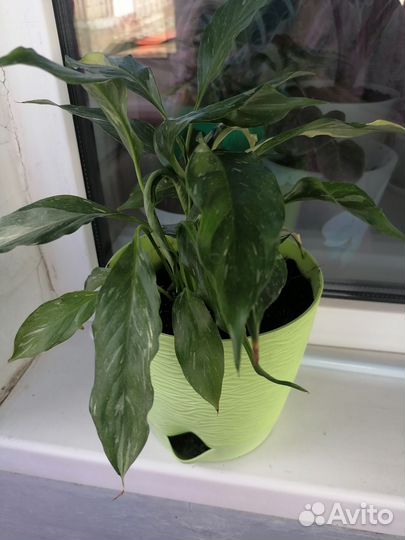 Спатифиллум домино