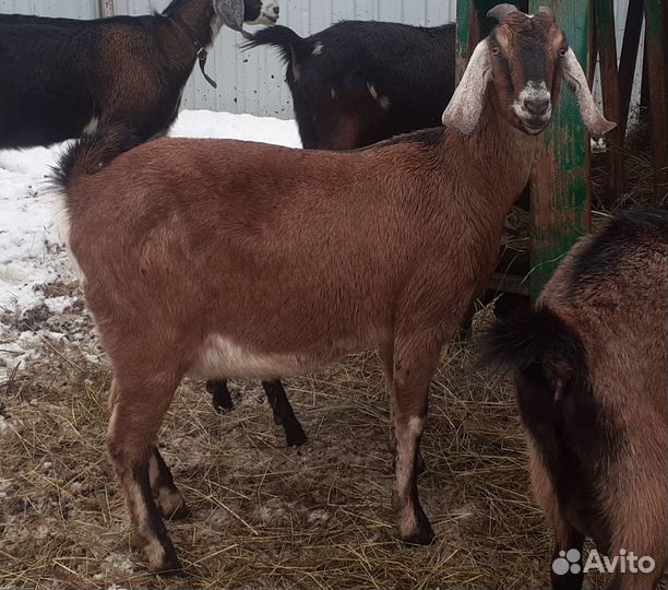 Продаются котные нубийские козы и козел