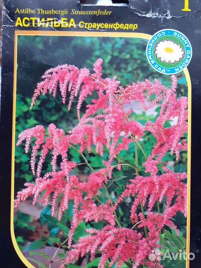 Многолетники для сада цветы