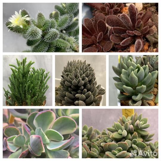 Крассула суккулент, крассула пубесценс