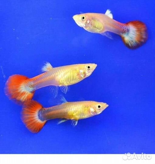 Аквариумные рыбки гуппи