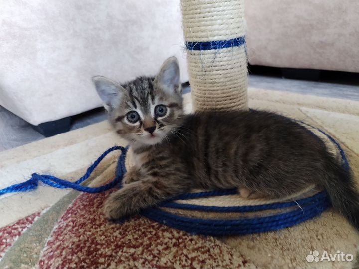 Любимые котята любимым хозяевам