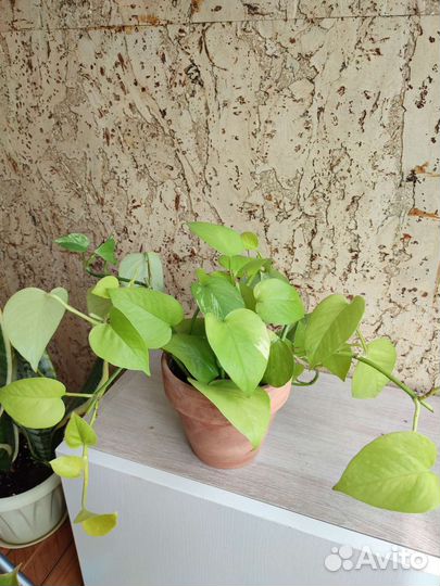Филодендроны