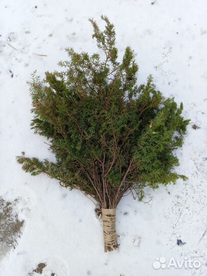 Веники можжевеловые