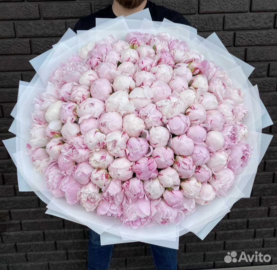 Пионы голландские