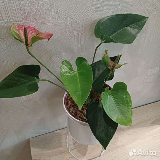 Антуриум двухцветный свит дрим цветущий