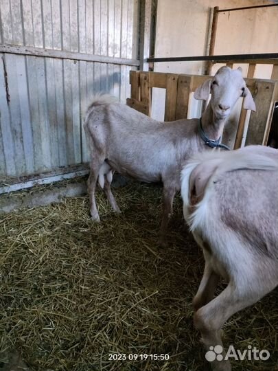 Козел для вязки