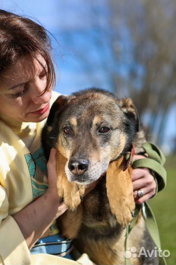 Собака Серхио бесплатно