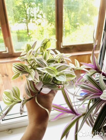 Традесканция