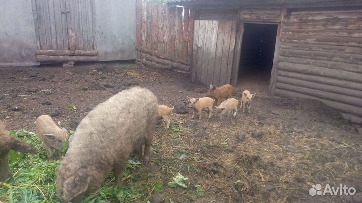 Поросята венгерской мангалицы