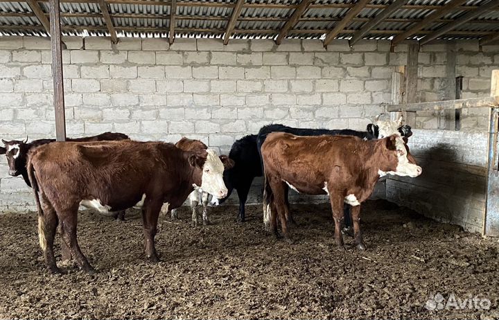 Продаются телки