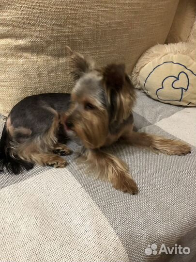 Йоркширский терьер