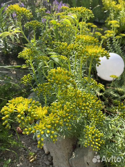 Очитки почвопокровники,цветы для сада