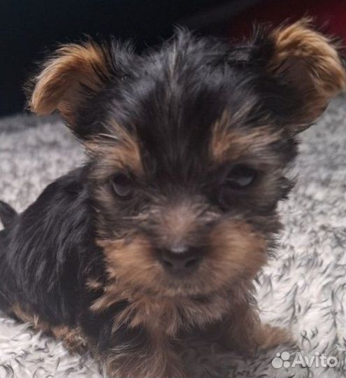 Йоркширский терьер мини