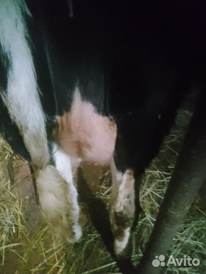 Корова первотелка с теленком