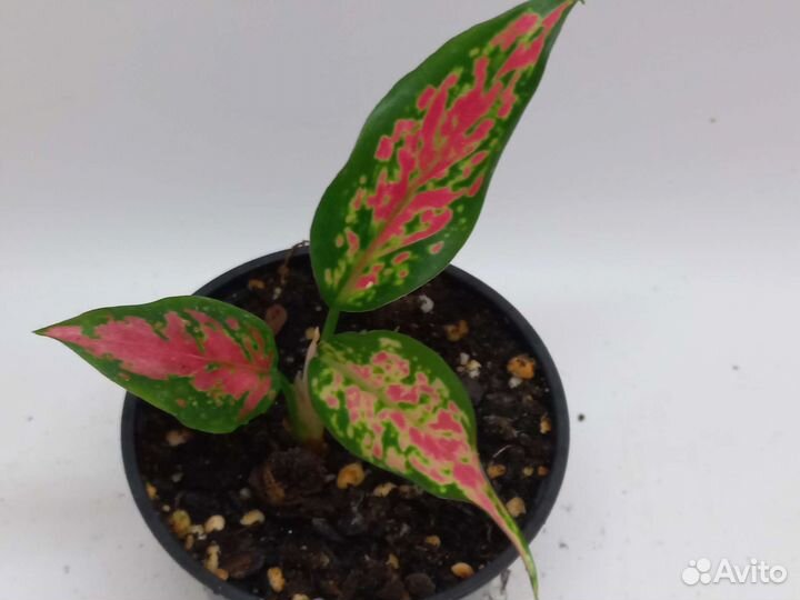 Аглаонема strawberry baby