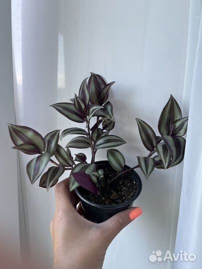 Традесканция