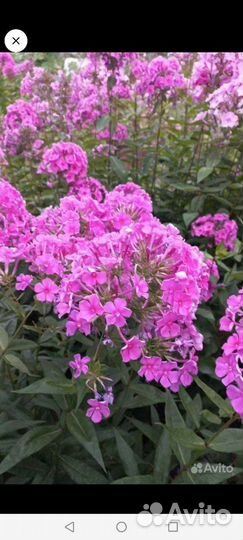 Флоксы многолетние