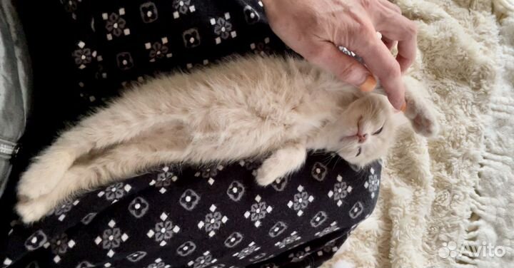 Котенок -девочка, 1 месяц