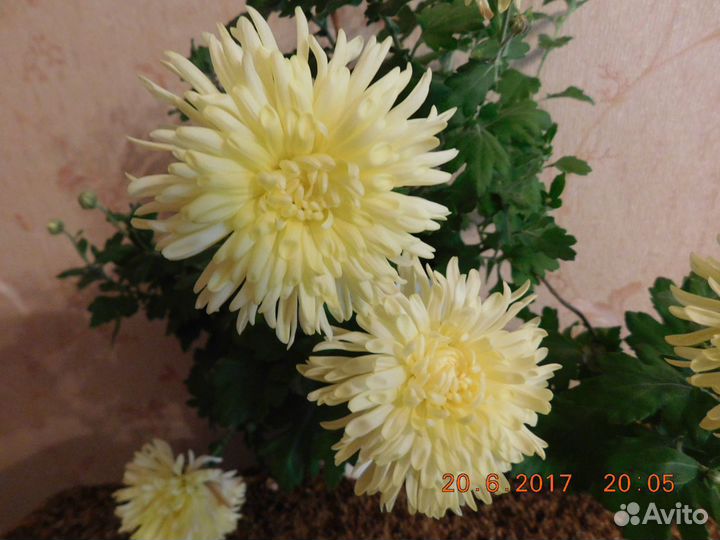 Хризантема домашняя