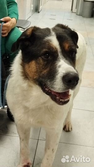 Пёс Пирожок (очень сладкий) ищет дом