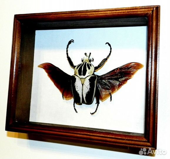 Жук в рамке. Королевский голиаф
