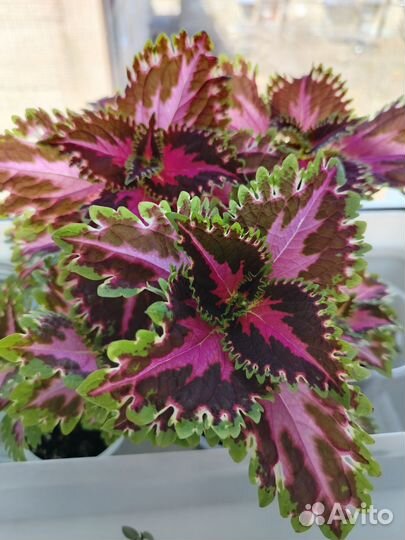 Колеус, Сциндапсус