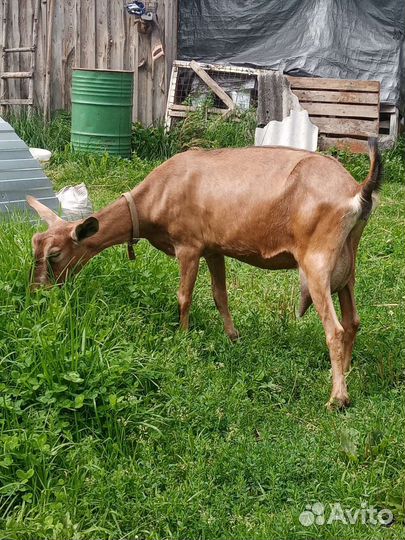 Козы дойные, козлята. Козочки под покрытие