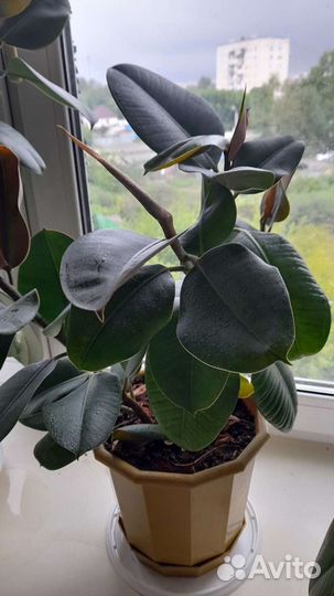 Фикусы Робуста : 2 и 3 ствола. На подарки