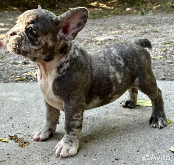 Щенки французского бульдога Голубые