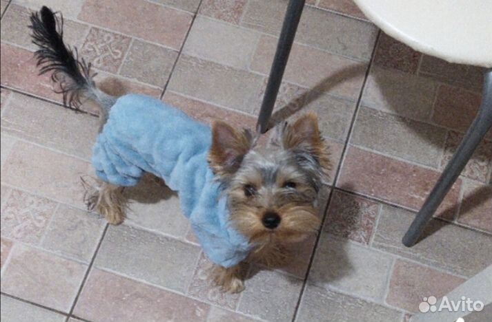 Одежда для животных