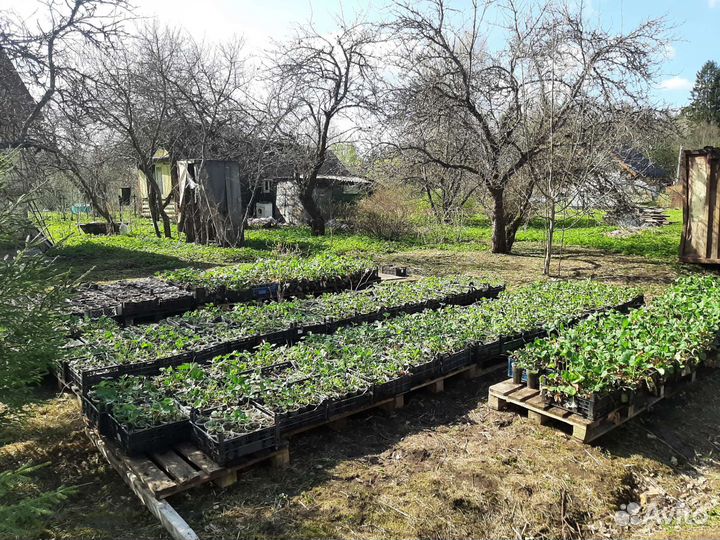 Продажа рассада клубники