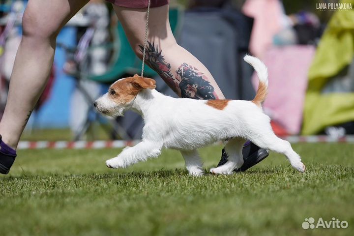 Джек Рассел терьер шоу щенок