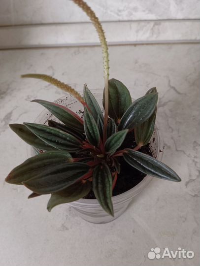 Пеперомия россо