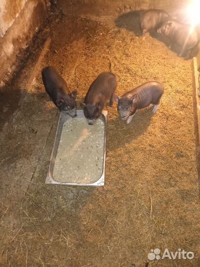 Вьетнамские поросята