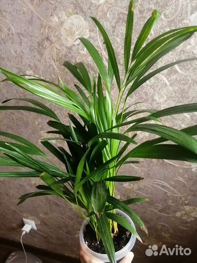 Кротоны, фикус