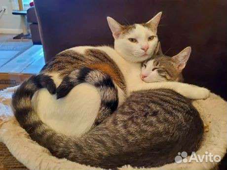 Передержка кошек