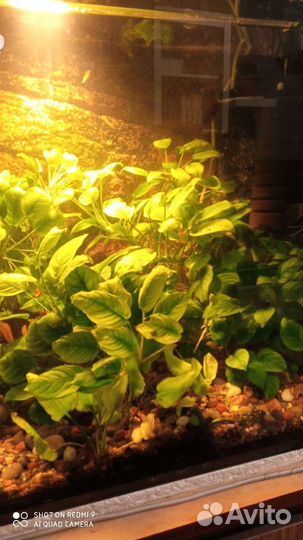 Аквариумные растения анубиас